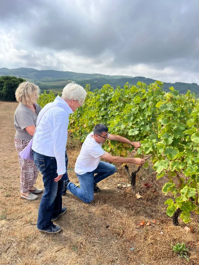 Lavradores de Feitoria privat vintur Douro 4 viner guidet